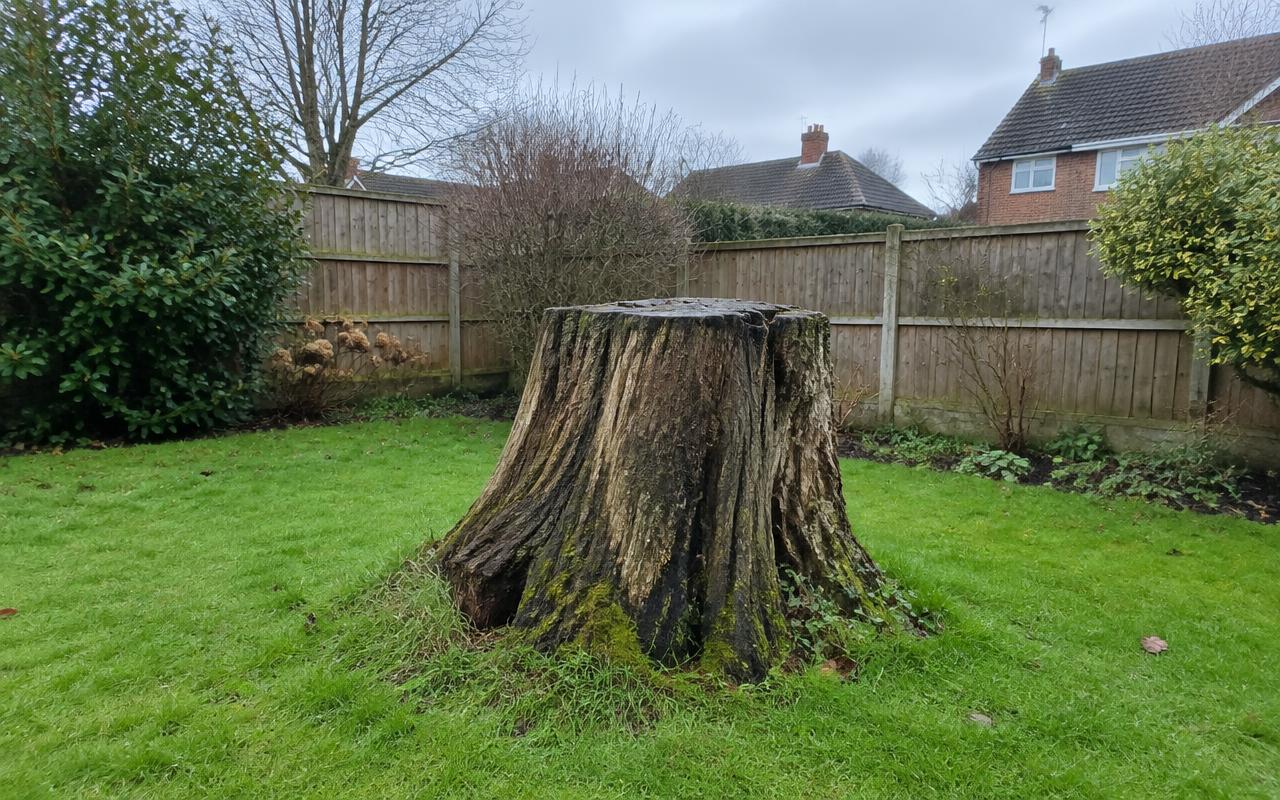 Stump grinding — before