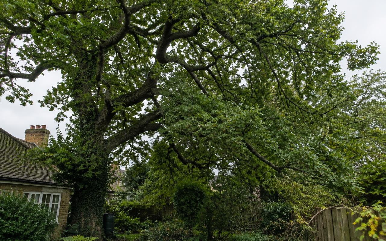 Oak crown reduction — before